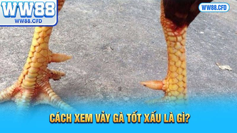 Cách xem vảy gà tốt xấu là gì?