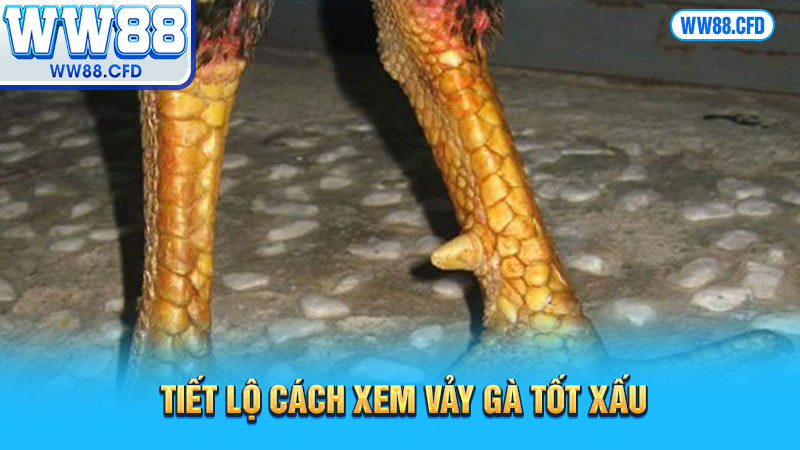 Tiết lộ cách xem vảy gà tốt xấu