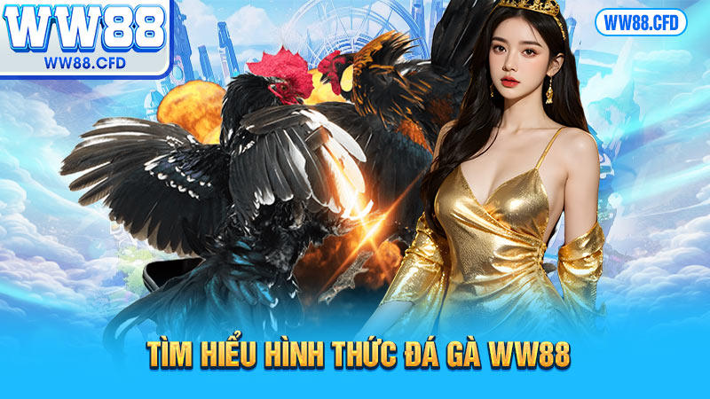 Tìm hiểu hình thức đá gà WW88